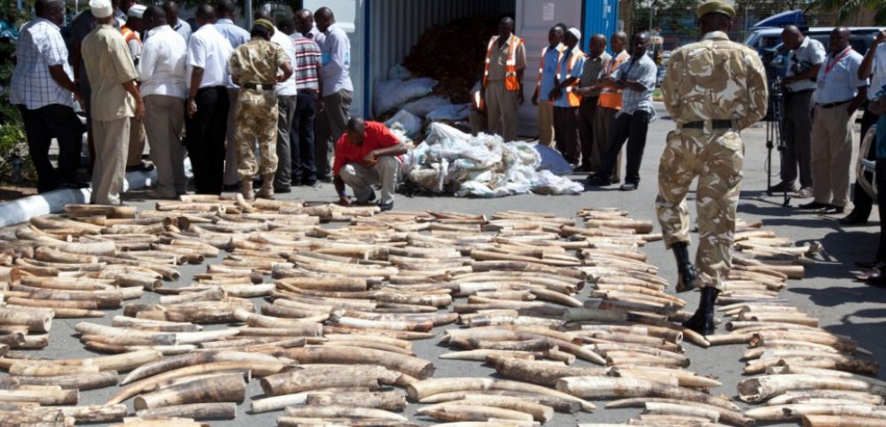 L’ivoire africain transite par les ports du Mozambique